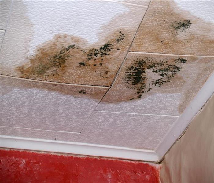 water damaged ceiling also caused mold growth