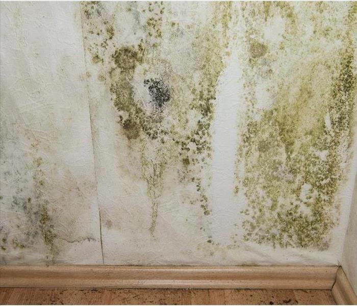 Green mold growth on wall.