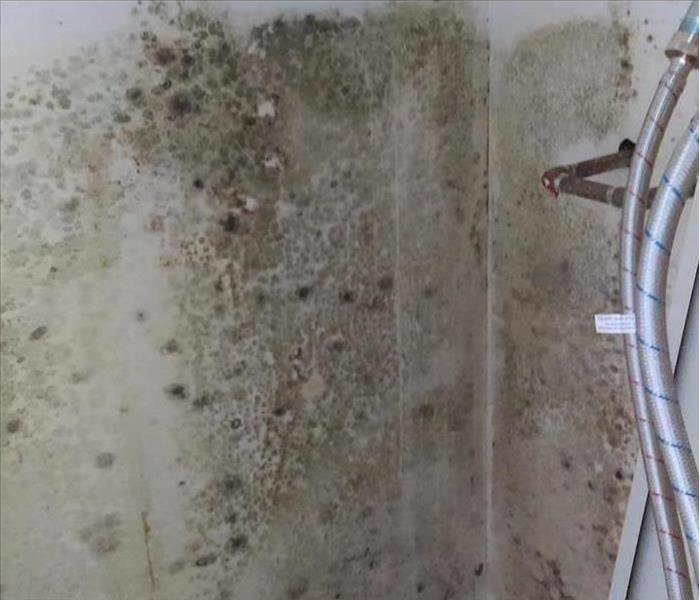 Mold growing all over a wall due to a water leak.
