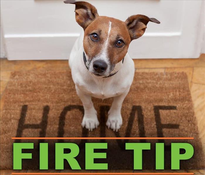 Dog sitting on a carpet bottom of the picture it says FIRE TIP